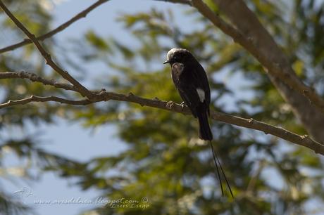 Yetapá negro (Long-tailed Tyrant) Colonia colonus