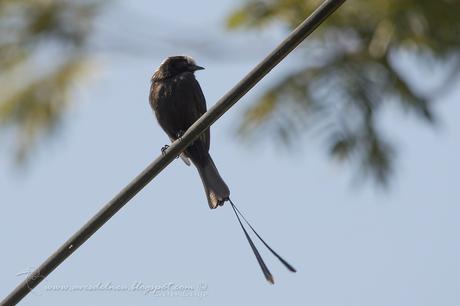 Yetapá negro (Long-tailed Tyrant) Colonia colonus