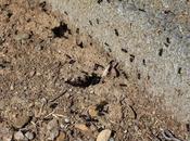 Hormigas sementera: ¡volando voy, volando vengo…!
