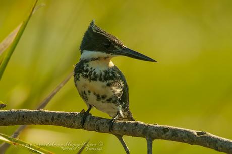 Martín pescador chico (Green Kingfisher) Chloroceryle americana