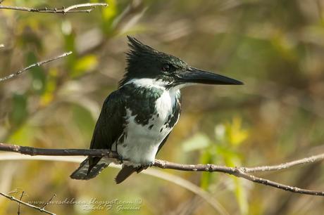 Martín pescador chico (Green Kingfisher) Chloroceryle americana