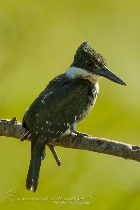 Martín pescador chico (Green Kingfisher) Chloroceryle americana