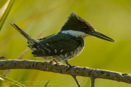 Martín pescador chico (Green Kingfisher) Chloroceryle americana