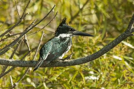 Martín pescador chico (Green Kingfisher) Chloroceryle americana