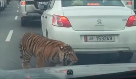 ¡LOCURA en DOHA cuando se cae un TIGRE de un camión! 167459_1_56e15bcd2f735