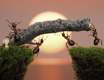 CITA: No toda inteligencia es inteligente