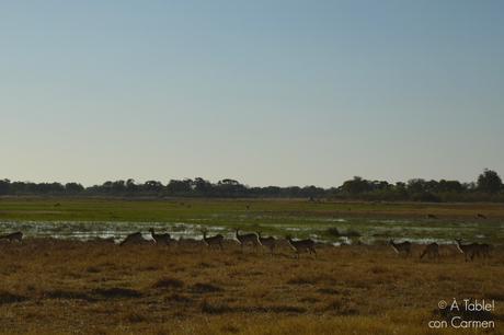Safari en Botswana, Largos Rastreos en Moremi