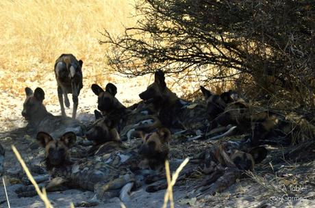 Safari en Botswana, Largos Rastreos en Moremi