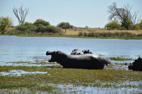 Safari en Botswana, Largos Rastreos en Moremi