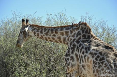 Safari en Botswana, Largos Rastreos en Moremi