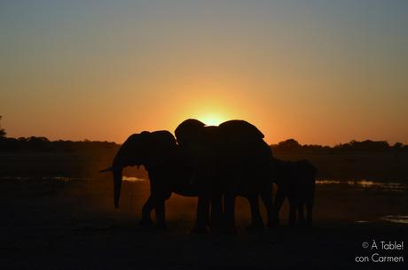 Safari en Botswana, Largos Rastreos en Moremi