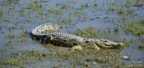 Safari en Botswana, Largos Rastreos en Moremi