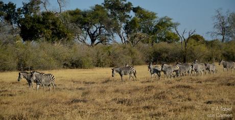 Safari en Botswana, Largos Rastreos en Moremi