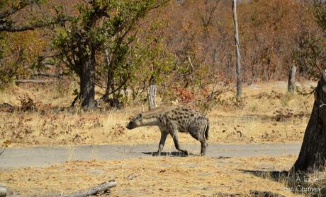 Safari en Botswana, Largos Rastreos en Moremi