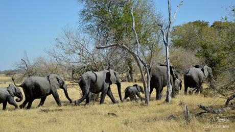 Safari en Botswana, Largos Rastreos en Moremi