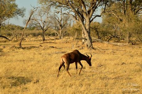 Safari en Botswana, Largos Rastreos en Moremi