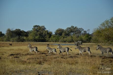 Safari en Botswana, Largos Rastreos en Moremi