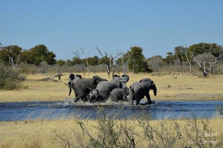 Safari en Botswana, Largos Rastreos en Moremi