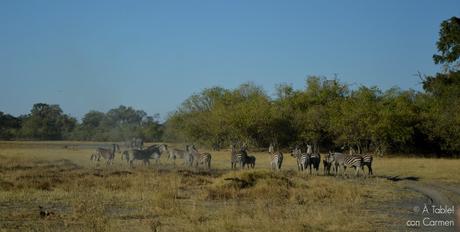 Safari en Botswana, Largos Rastreos en Moremi