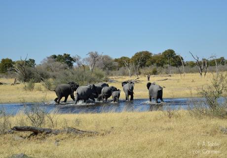 Safari en Botswana, Largos Rastreos en Moremi