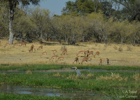 Safari en Botswana, Largos Rastreos en Moremi