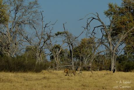 Safari en Botswana, Largos Rastreos en Moremi