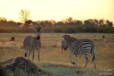 Safari en Botswana, Largos Rastreos en Moremi