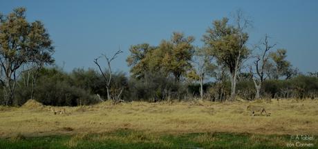 Safari en Botswana, Largos Rastreos en Moremi