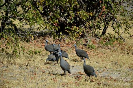 Safari en Botswana, Largos Rastreos en Moremi