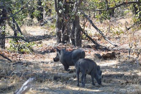 Safari en Botswana, Largos Rastreos en Moremi