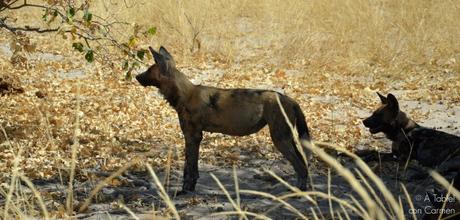 Safari en Botswana, Largos Rastreos en Moremi