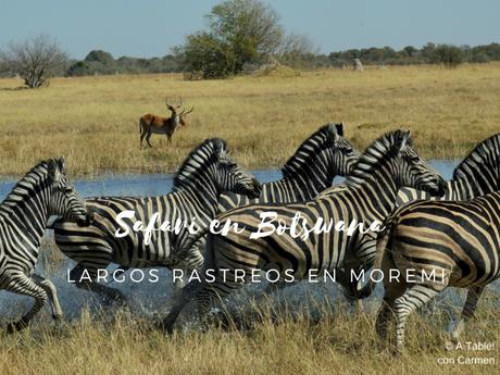 Safari en Botswana, Largos Rastreos en Moremi