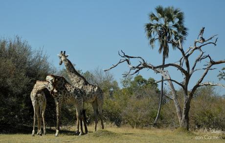 Safari en Botswana, Largos Rastreos en Moremi