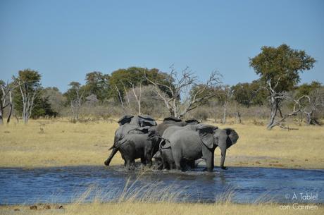 Safari en Botswana, Largos Rastreos en Moremi