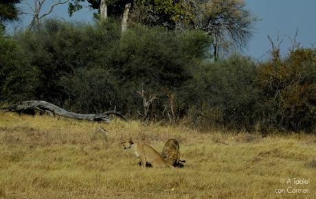 Safari en Botswana, Largos Rastreos en Moremi