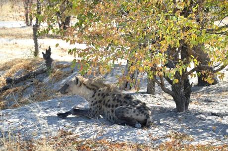 Safari en Botswana, Largos Rastreos en Moremi