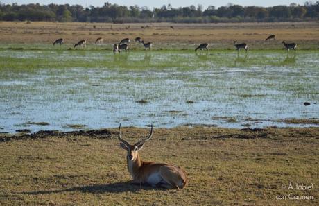 Safari en Botswana, Largos Rastreos en Moremi
