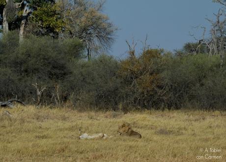 Safari en Botswana, Largos Rastreos en Moremi