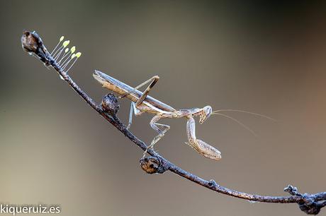 Mantis enana europea miniatura camuflada