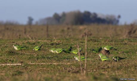 Campos montenses (septiembre 2016)