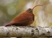 Picapalo colorado (Red-billed Scythebill) Campylorhamphus trochilirostris