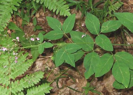 Hacia otra medicina: plantas que curan