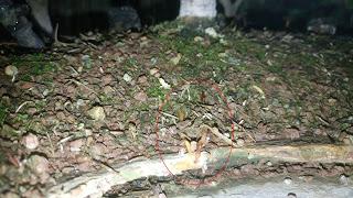 Bosque de Piceas : 2016