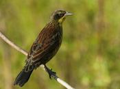 Varillero negro (Unicolored Blackbird) Agelasticus cyanopus