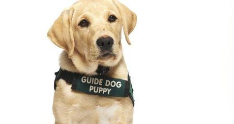 Reseña: Jules - Didier van Cauwelaert