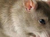 ¿Cómo evitar presencia roedores tiempo?