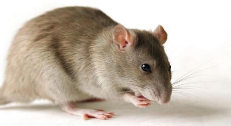 ¿Cómo evitar la presencia de roedores a tiempo?