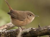 Ratona común (House-Wren) Troglodytes aedon