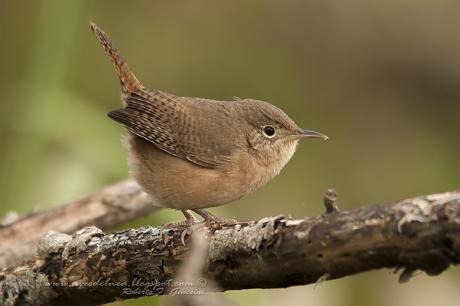 Ratona común (House-Wren) Troglodytes aedon