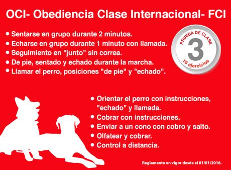 La Obediencia Canina, un deporte muy beneficioso para tu perro
